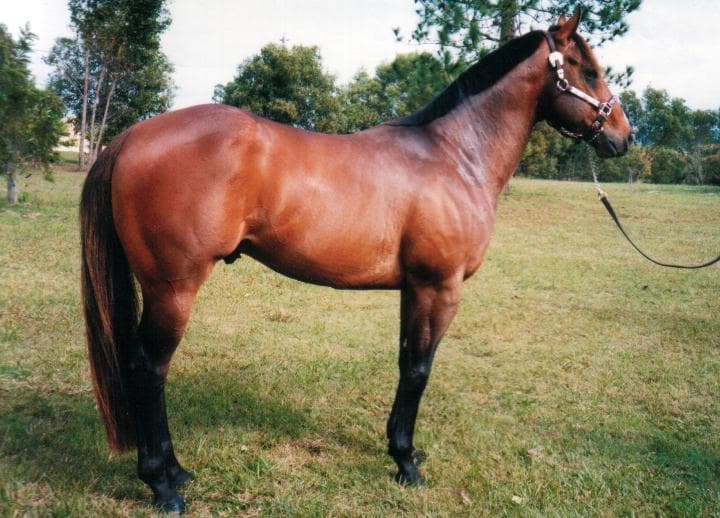 Currajon Caseys Luck