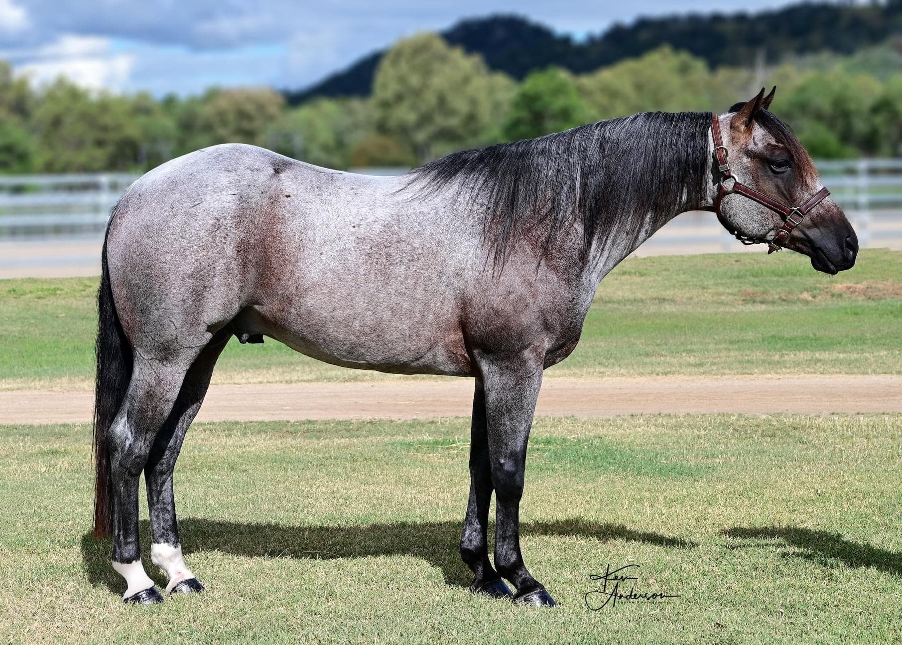 Amaroo Bet Hes A Blueboon
